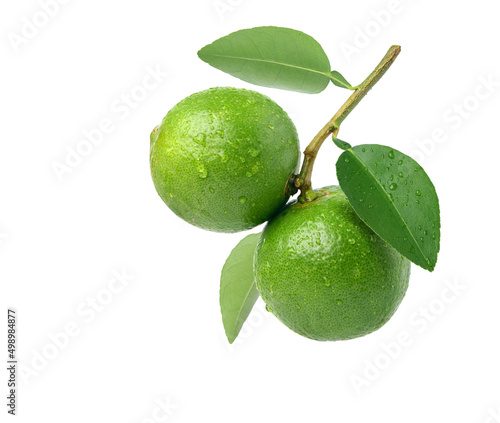 Two Fresh lime with water droplets hanging on branch isolated on white background. © Paitoon