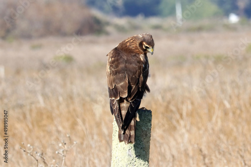 red tailed hawk