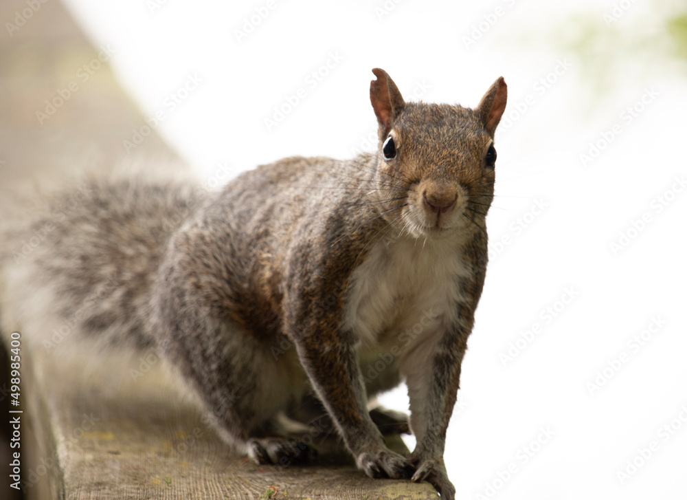 squirrel on a tree squirrel on a tree