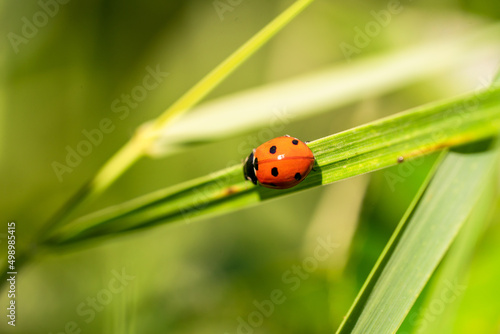 Ladybug macro photo. Ladybug on a green leaves in a meadow.