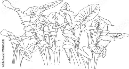 Line art of elephant ears plants. 
Vector tropical plant illustration.