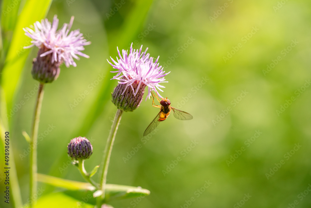Bee and flower. Close up of a large striped bee collects honey on a yellow flower on a Sunny bright day. Macro horizontal photography. Summer and spring backgrounds Bee and flower. Close up of a large striped bee collects honey on a yellow flower on a Sunny bright day. Macro horizontal photography. Summer and spring backgrounds