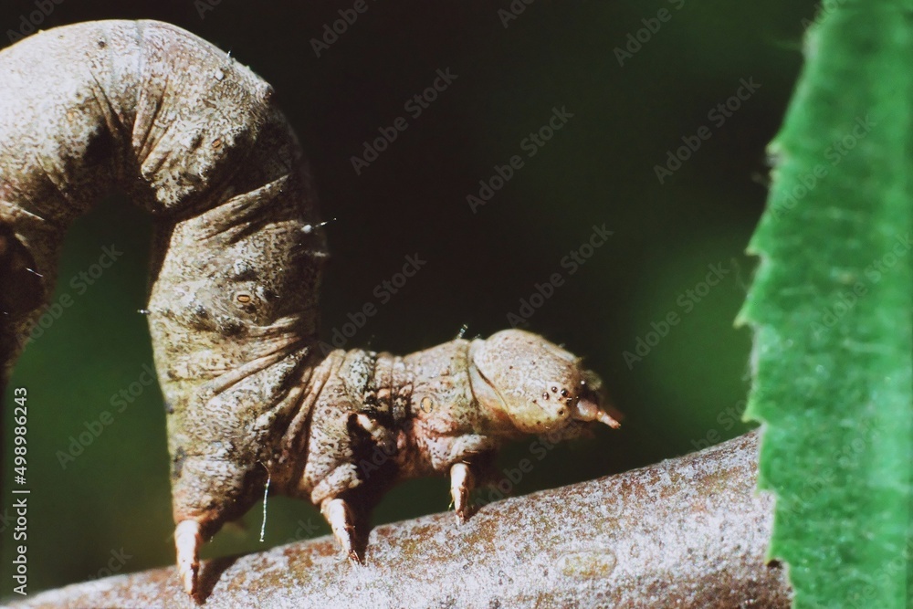 Obraz na plátně close up of a caterpillar