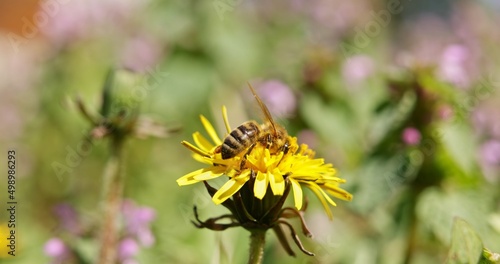 Honey-bee pollinating flower at spring © Sved Oliver