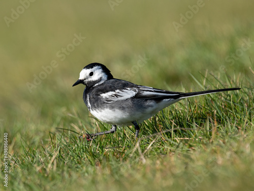 Adult Pied Wagtail (Motacilla alba) on the ground in grass 