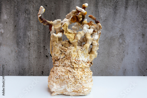 Mycelium and grown Reishi mushrooms on a concrete background