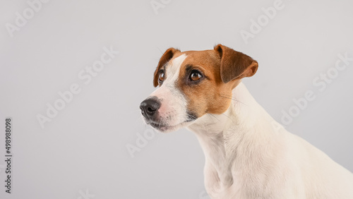 Jack Russell Terrier dog portrait on white background. 