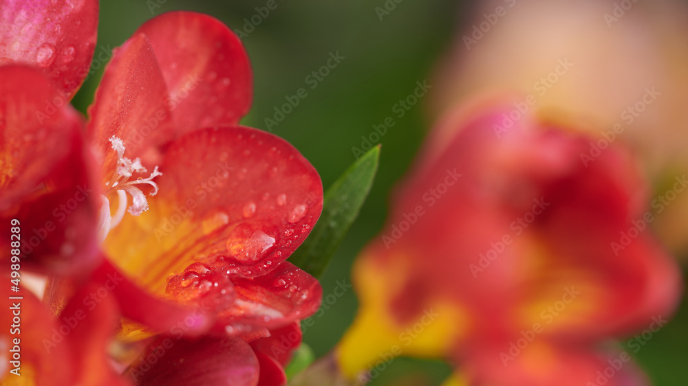 Side view of red Freesia flower in foreground with stamen and water droplets and colored blurred background