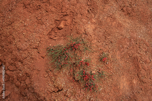 Ephedra horsetail, lat. Ephedra equisetina Bge., plant with beneficial healing properties. Valley of Mars landscapes in the Altai Mountains, Kyzyl Chin, Siberia, Russia photo