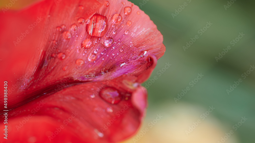 Macro image with drops of water on petal of red flower and unfocused green background