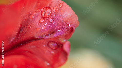 Macro image with drops of water on petal of red flower and unfocused green background