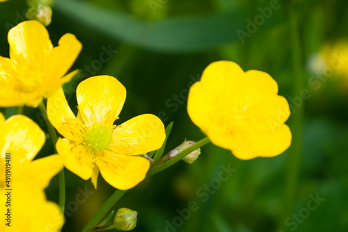 beautiful yellow flowers close up