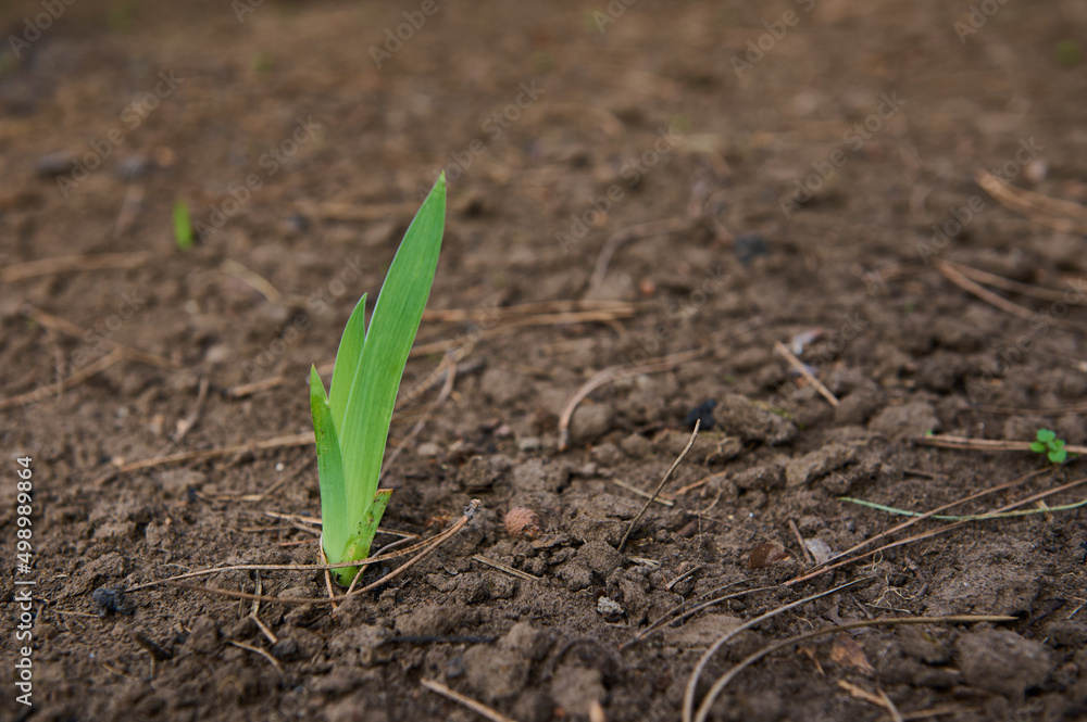 Young plant standing tall above the soil. Springtime. Sprouts on the field or garden ground. Young plant standing tall above the soil. Springtime. Sprouts on the field or garden ground.