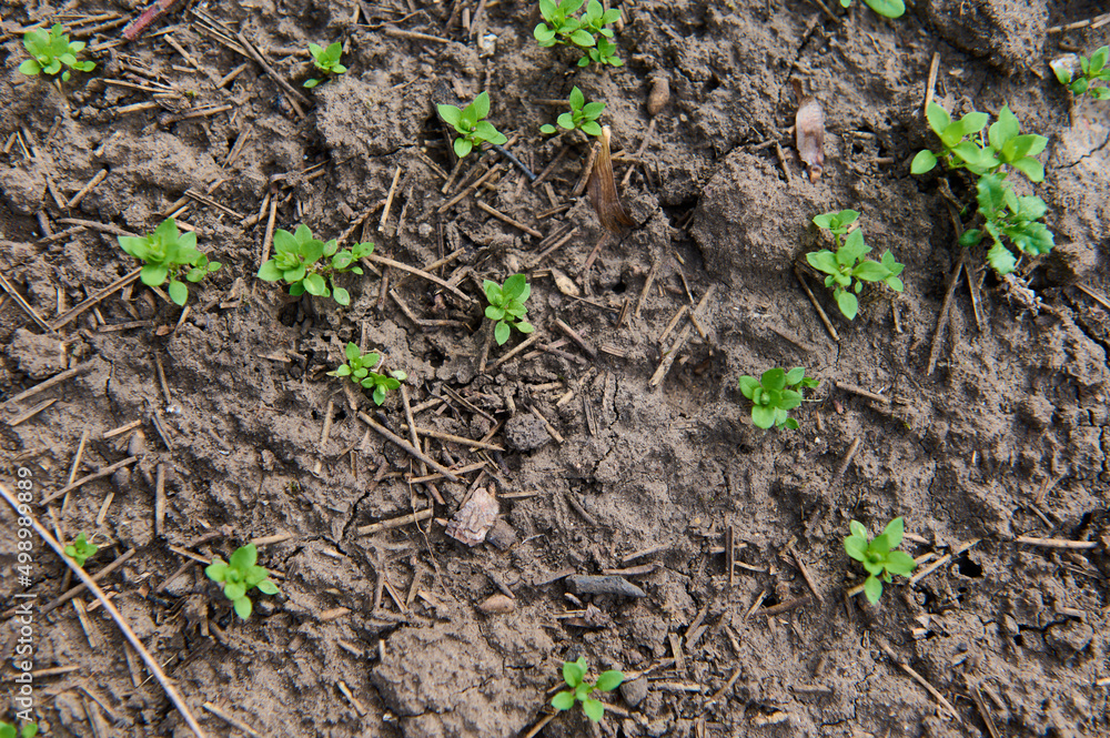 Delicate fragile sprouts in a field or garden. Agricultural crops in the open field. Selective focus. New life, sustainable living, Earth day, investment concept.Nurturing baby plant, protect nature Delicate fragile sprouts in a field or garden. Agricultural crops in the open field. Selective focus. New life, sustainable living, Earth day, investment concept.Nurturing baby plant, protect nature