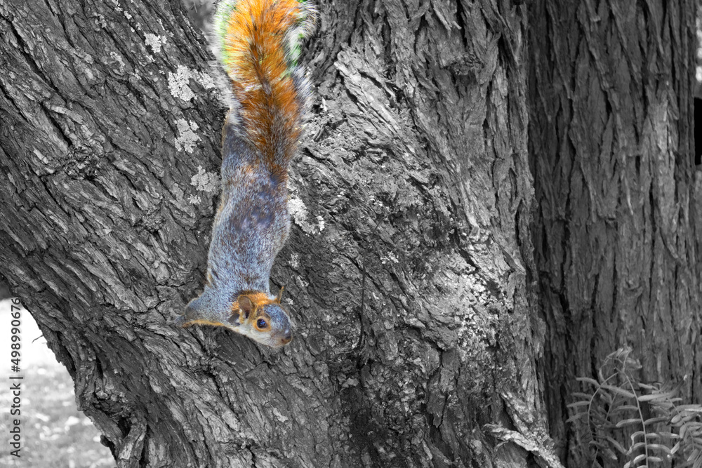 squirrel on forest park log