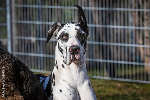 Foto portrait of a great dane