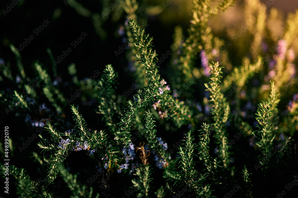 rosemary plant blooming in spring during the golden hour