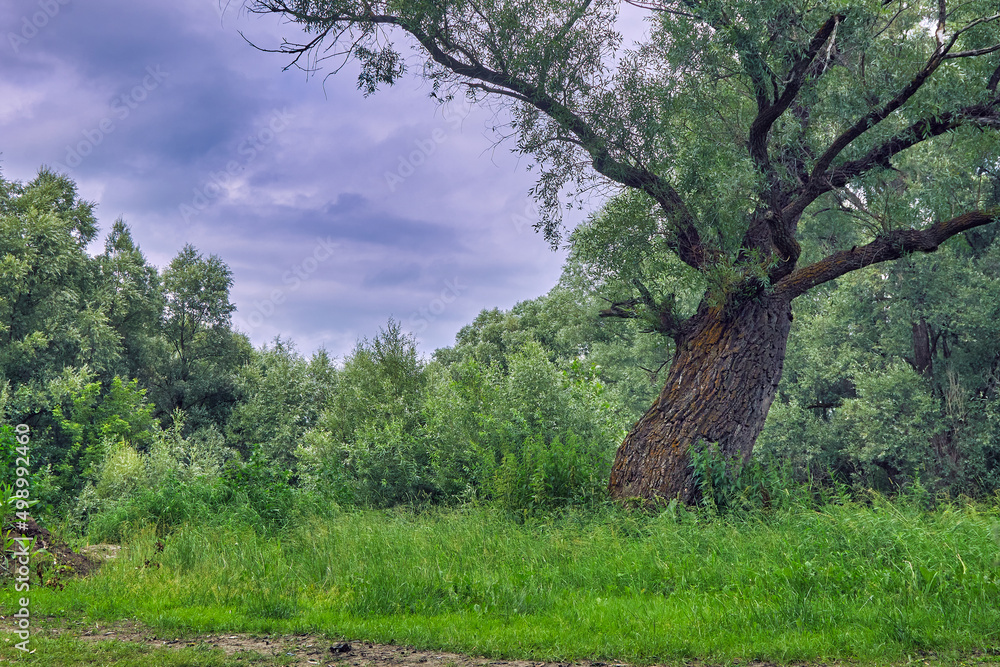 Beautiful willow tree against a dramatic sky. The trunk of a large willow. Beautiful willow branches in the forest. The crown of a green old willow. Bark with deep cracks. Natural background Beautiful willow tree against a dramatic sky. The trunk of a large willow. Beautiful willow branches in the forest. The crown of a green old willow. Bark with deep cracks. Natural background