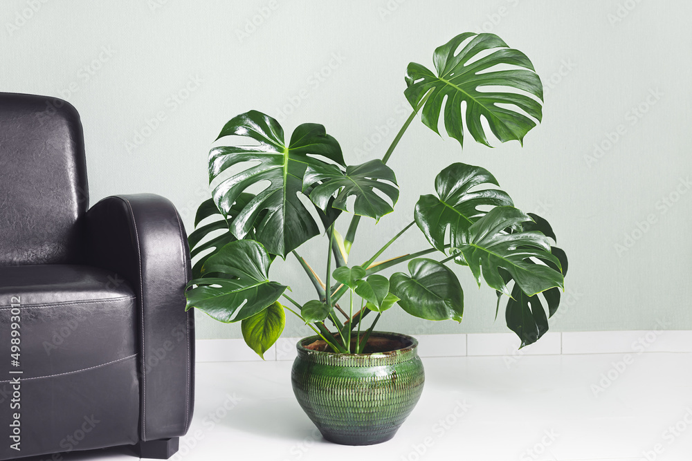 Monstera deliciosa or Swiss Cheese Plant in a green flower pot next to the brown armchair on a light green background, minimalism and scandinavian style - obrazy, fototapety, plakaty 