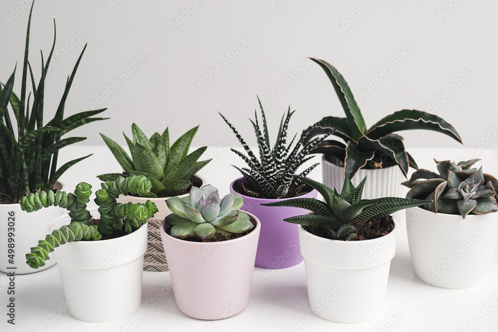 A variety of succulent home plants on a white table, mini plants and home gardening concept