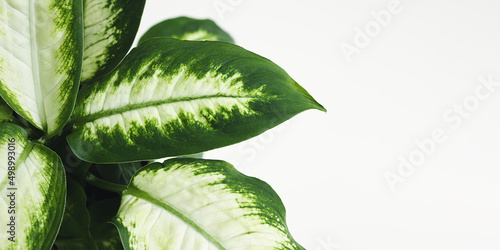 Dieffenbachia or Dumb cane plant green leaves close-up with copy space photo