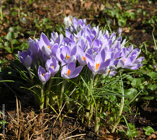 Crocus vernus (spring crocus, giant crocus) in spring photo