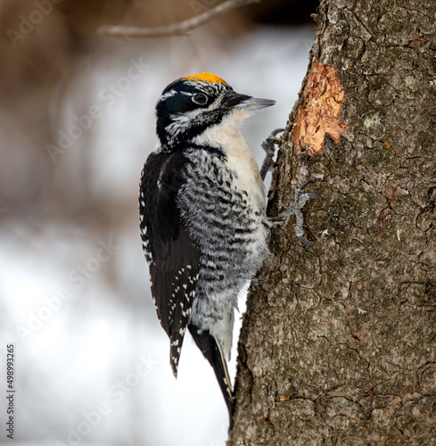 American Three-toed Woodpecker showing the three toes