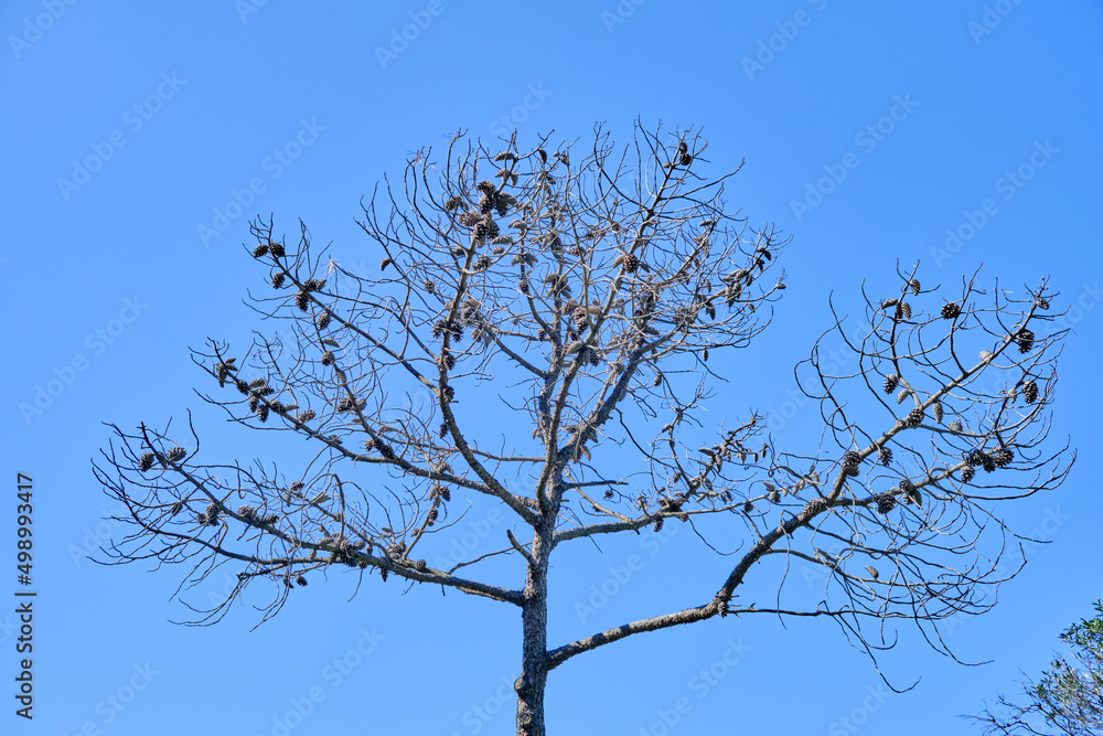 stone pine completely without leaves stone pine completely without leaves
