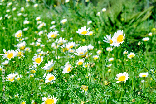 White marguerite (daisy) flowers in the garden.