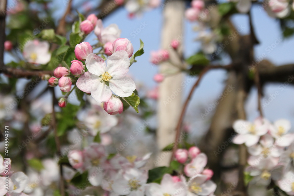 a flower and pink flower buds closeup of an apple tree in an orchard in springtime