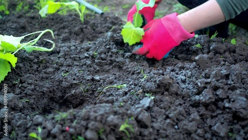 women's hands plant a plant in the black earth. a cabbage sprout