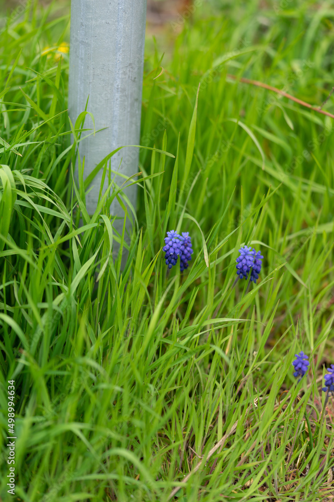 Naturfotografie - Blumen und Pflanzen Naturfotografie - Blumen und Pflanzen