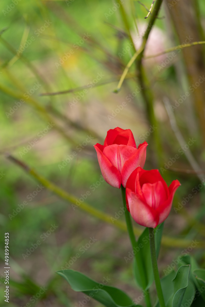 Naturfotografie - Blumen und Pflanzen Naturfotografie - Blumen und Pflanzen