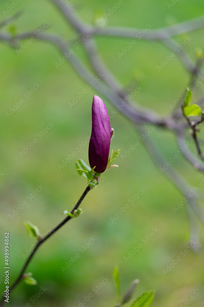Naturfotografie - Blumen und Pflanzen Naturfotografie - Blumen und Pflanzen