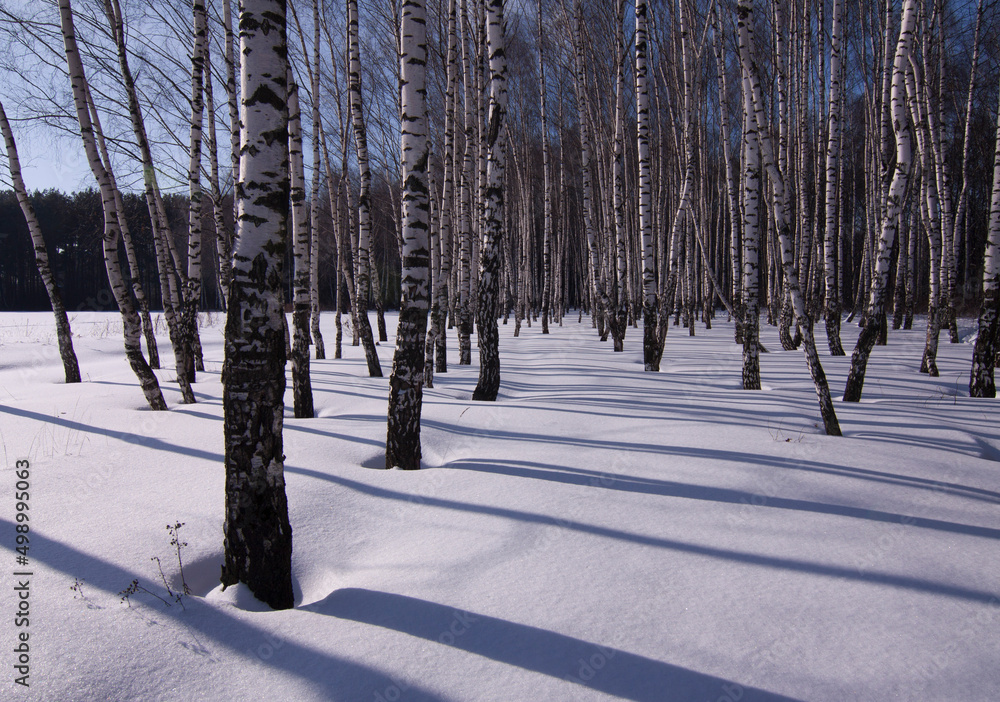 Russia - Moscow - Beautiful snowy birch winter landscape Russia - Moscow - Beautiful snowy birch winter landscape