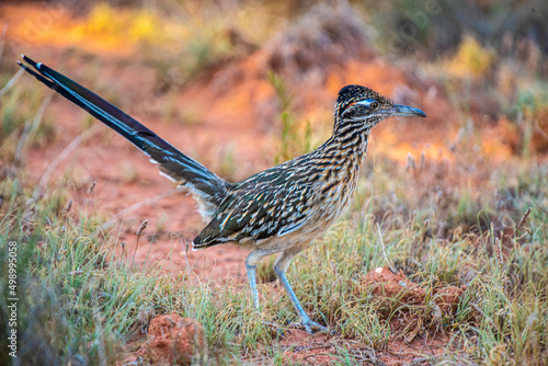 Roadrunner Eats