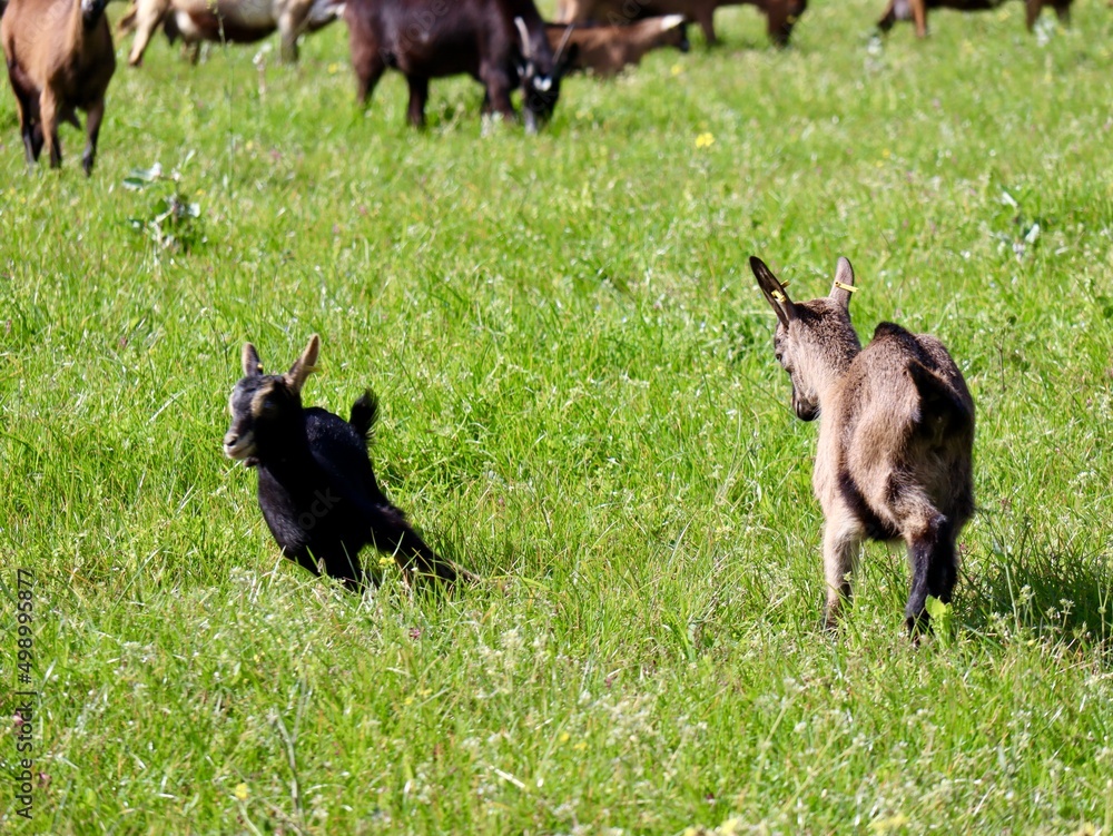 Fototapeta premium Spielende Ziegen