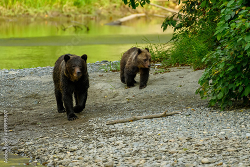 A mama grizzly bear (Ursus arctos horribilis) and her baby grizzly cub at the Atnarko River in search of spawning salmon in central coast of BC photo