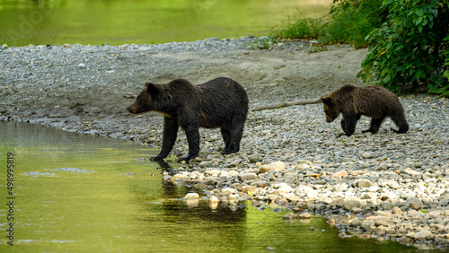 A mama grizzly bear (Ursus arctos horribilis) and her baby grizzly cub at the Atnarko River in search of spawning salmon in central coast of British Columbia photo