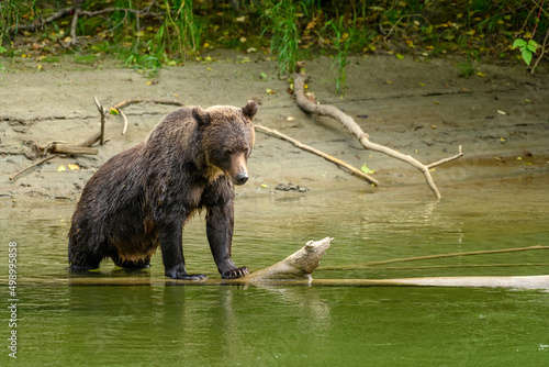 A young commanding female grizzly bear (Ursus arctos horribilis) standing on a dead fallen tree in the Atnarko River and looking sideway photo