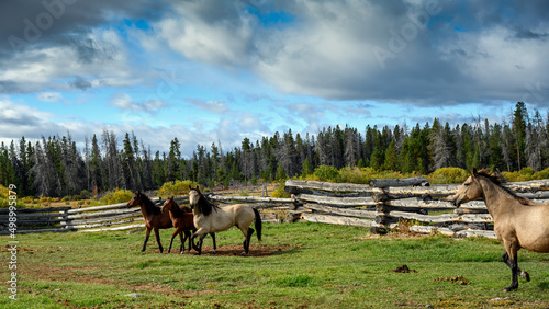 Horses at horse farm. Country summer landscape, Chilcotin District of the Central Interior of British Columbia