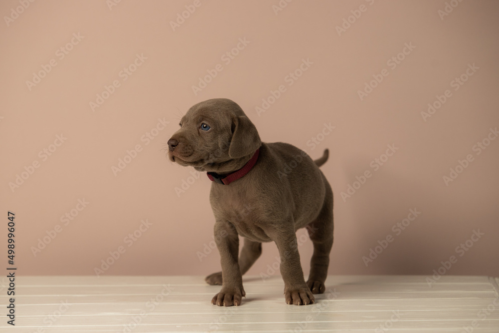 Adorable cute weimaraner puppy on beige background Adorable cute weimaraner puppy on beige background