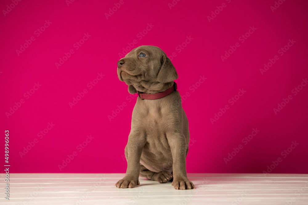 Adorable cute weimaraner puppy on pink background Adorable cute weimaraner puppy on pink background