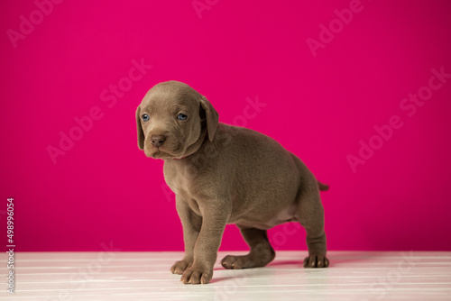 Adorable cute weimaraner puppy on pink background © bondvit