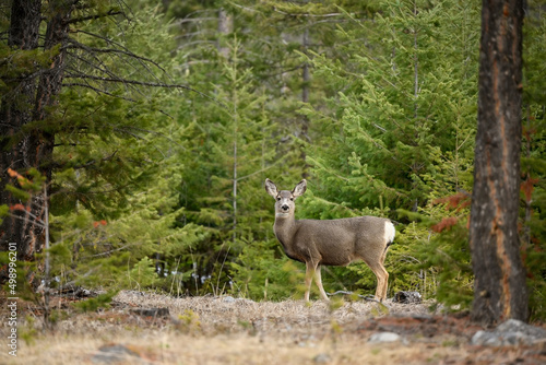 Canvas Print Mule deer (Odocoileus hemionus)  standing in forest
