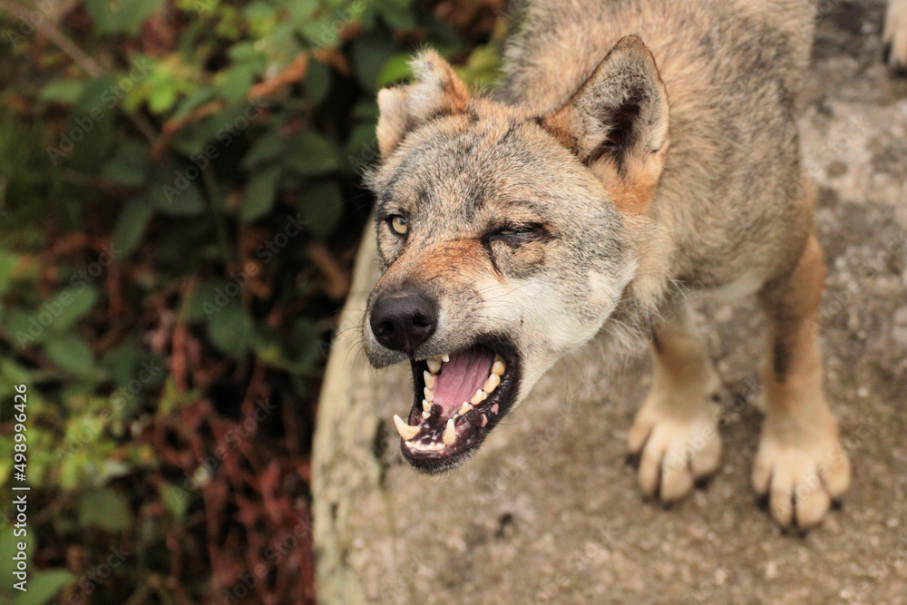 Fototapeta premium les loups 