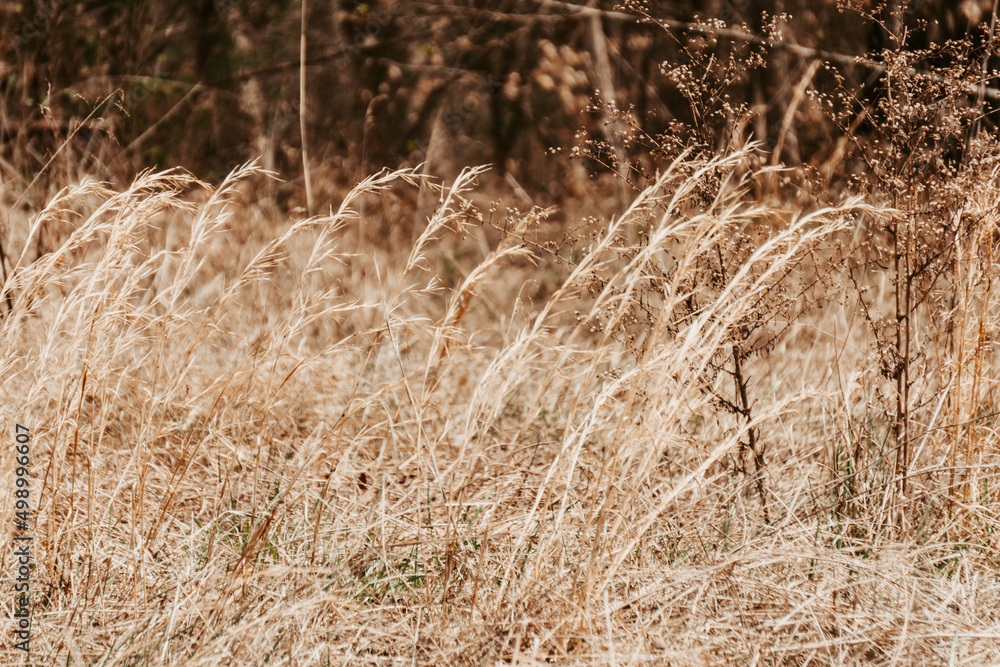 Fototapeta premium Brown reeds blowing in the wind