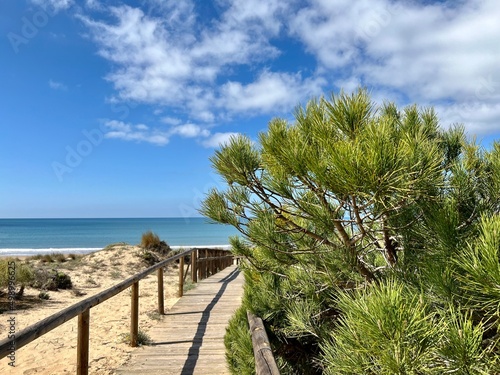 wooden bridge with pine tree that ends at the beach