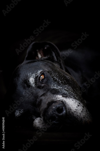 black great dane dog lying on the floor with sad look