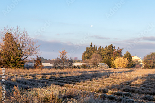 Agricultural landscape, greenhouses and lavender in rural countryside of France, Europe © nomadkate